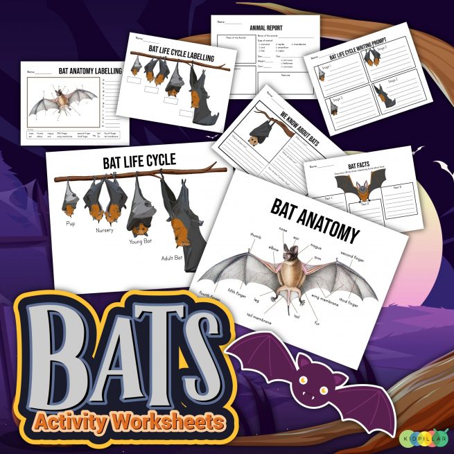 Bat Study Unit Worksheets