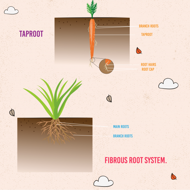 Parts of Plant - Image 4